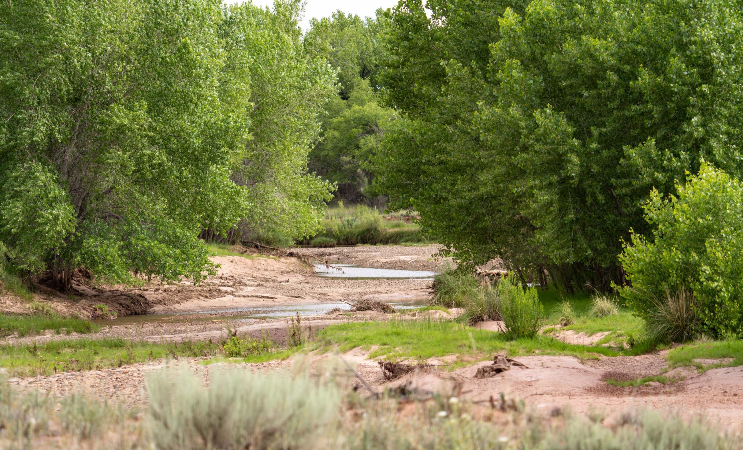 Pecos Bosque Ranch Chas S. Middleton